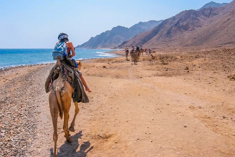 Giro in cammello sulle spiagge di Dahab